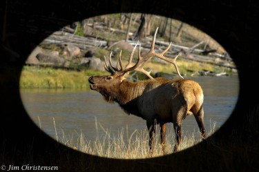 jim's elk