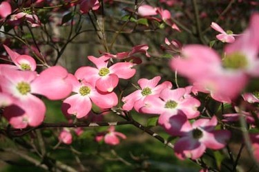 dogwood