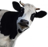 cow(1)