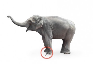 elephantSmall