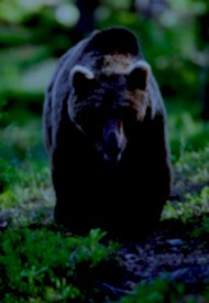dark bear