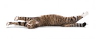 Full length view of a cat stretching while laying on its side