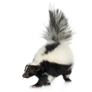 skunk