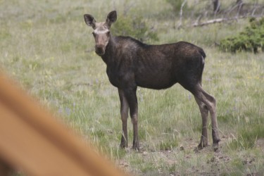 A morning visit from a young moose.